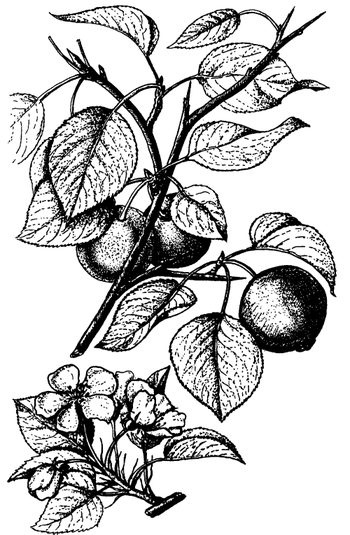 Иллюстрация к книге — Кухня Робинзона. Рецепты блюд из дикорастущих растений и цветов [image257.jpg]