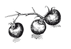 Иллюстрация к книге — 365 рецептов на каждый день [i_005.jpg]