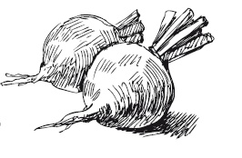 Иллюстрация к книге — 365 рецептов на каждый день [i_013.jpg]