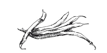 Иллюстрация к книге — 365 рецептов на каждый день [i_015.jpg]