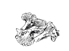 Иллюстрация к книге — 365 рецептов на каждый день [i_030.jpg]