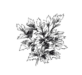 Иллюстрация к книге — 365 рецептов на каждый день [i_053.jpg]