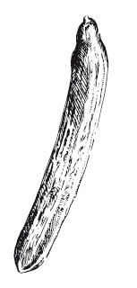 Иллюстрация к книге — 365 рецептов на каждый день [i_074.jpg]