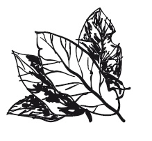 Иллюстрация к книге — 365 рецептов на каждый день [i_083.jpg]