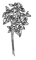 Иллюстрация к книге — 365 рецептов на каждый день [i_100.jpg]