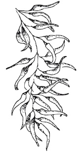 Иллюстрация к книге — 365 рецептов на каждый день [i_116.jpg]