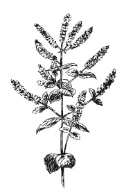 Иллюстрация к книге — 365 рецептов на каждый день [i_130.jpg]