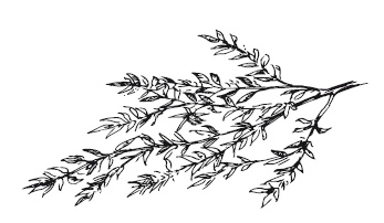 Иллюстрация к книге — 365 рецептов на каждый день [i_155.jpg]