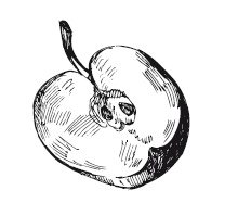 Иллюстрация к книге — 365 рецептов на каждый день [i_179.jpg]