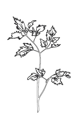 Иллюстрация к книге — 365 рецептов на каждый день [i_199.jpg]