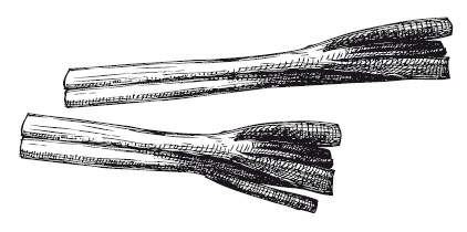 Иллюстрация к книге — 365 рецептов на каждый день [i_208.jpg]