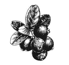 Иллюстрация к книге — 365 рецептов на каждый день [i_209.jpg]