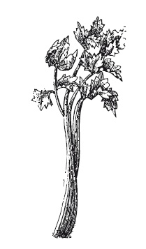 Иллюстрация к книге — 365 рецептов на каждый день [i_210.jpg]