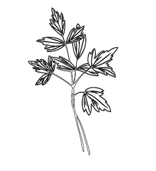 Иллюстрация к книге — 365 рецептов на каждый день [i_219.jpg]