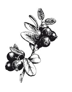 Иллюстрация к книге — 365 рецептов на каждый день [i_244.jpg]