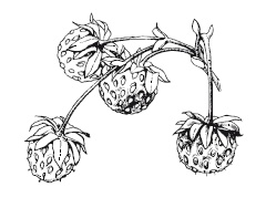 Иллюстрация к книге — 365 рецептов на каждый день [i_257.jpg]