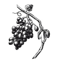 Иллюстрация к книге — 365 рецептов на каждый день [i_297.jpg]