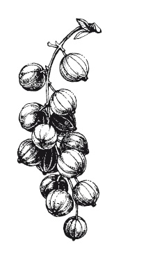 Иллюстрация к книге — 365 рецептов на каждый день [i_302.jpg]