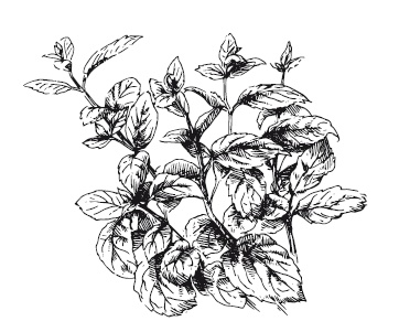 Иллюстрация к книге — 365 рецептов на каждый день [i_305.jpg]