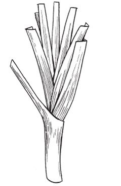 Иллюстрация к книге — Все о специях [i_001.jpg]