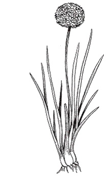 Иллюстрация к книге — Все о специях [i_004.jpg]