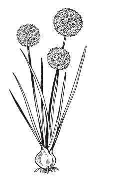 Иллюстрация к книге — Все о специях [i_005.jpg]