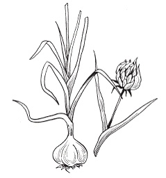 Иллюстрация к книге — Все о специях [i_006.jpg]