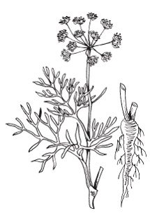 Иллюстрация к книге — Все о специях [i_009.jpg]