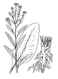 Иллюстрация к книге — Все о специях [i_010.jpg]