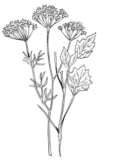 Иллюстрация к книге — Все о специях [i_014.jpg]