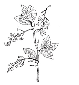 Иллюстрация к книге — Все о специях [i_016.jpg]