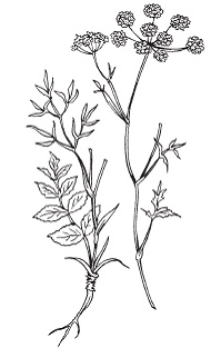 Иллюстрация к книге — Все о специях [i_017.jpg]