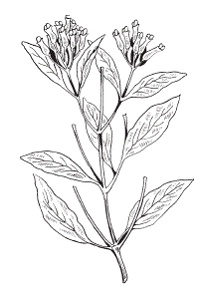 Иллюстрация к книге — Все о специях [i_021.jpg]