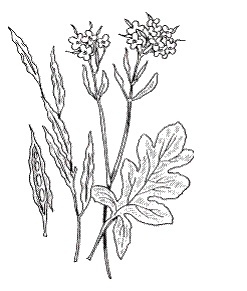 Иллюстрация к книге — Все о специях [i_022.jpg]