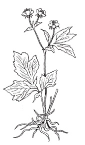 Иллюстрация к книге — Все о специях [i_023.jpg]