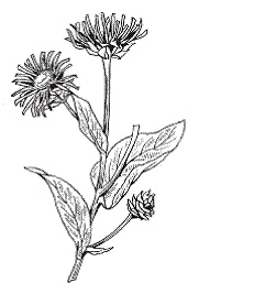 Иллюстрация к книге — Все о специях [i_024.jpg]