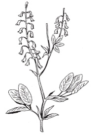 Иллюстрация к книге — Все о специях [i_025.jpg]