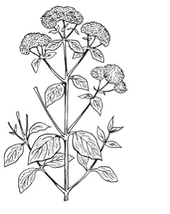 Иллюстрация к книге — Все о специях [i_027.jpg]