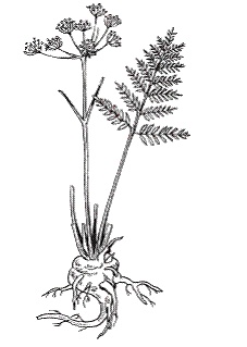 Иллюстрация к книге — Все о специях [i_033.jpg]