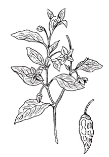 Иллюстрация к книге — Все о специях [i_036.jpg]