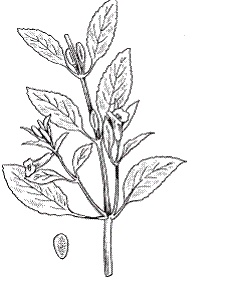 Иллюстрация к книге — Все о специях [i_038.jpg]