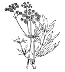 Иллюстрация к книге — Все о специях [i_042.jpg]