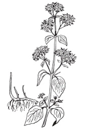 Иллюстрация к книге — Все о специях [i_043.jpg]