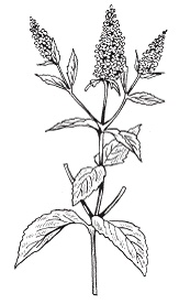 Иллюстрация к книге — Все о специях [i_046.jpg]