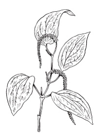 Иллюстрация к книге — Все о специях [i_047.jpg]