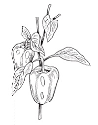 Иллюстрация к книге — Все о специях [i_048.jpg]