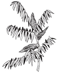 Иллюстрация к книге — Все о специях [i_052.jpg]