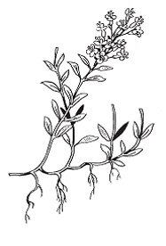 Иллюстрация к книге — Все о специях [i_053.jpg]