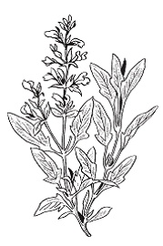 Иллюстрация к книге — Все о специях [i_056.jpg]