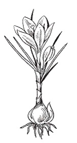 Иллюстрация к книге — Все о специях [i_057.jpg]